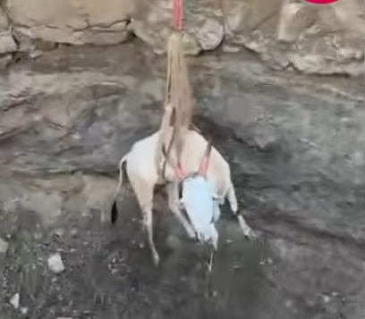 अक्कलकोट तालुक्यात विहिरीत पडलेला बैल क्रेनच्या सहाय्याने सुरक्षित बाहेर काढला