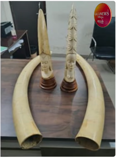 DRI ची बेकायदेशीर वन्यजीव तस्करीविरोधात हत्तीचे हस्तिदंत, बिबट्याची कातडी, जिवंत खवले मांजर आणि वाघाचे अवयव जप्त; 11 जणांना पकडले